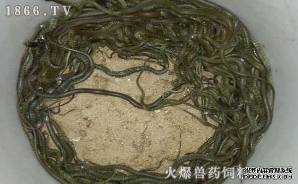 水律蛇養(yǎng)殖新技巧揭秘，高效養(yǎng)殖方法與實用操作指南