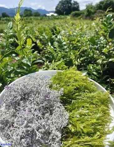 張家界莓茶價(jià)格探索之旅，自然美景與內(nèi)心寧?kù)o的尋找