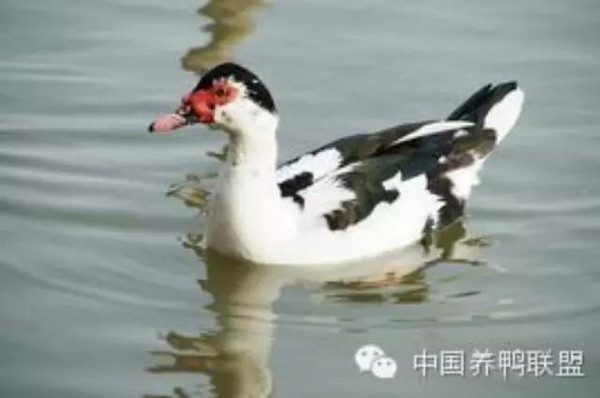 鴛鴦鴨行情，一只鴨子背后的勵志故事